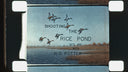 Waterfowl Hunting Midwest // 1951
