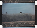 Arkansas Waterfowl and Farming // 1950s