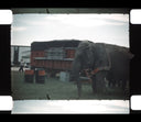 Farm and Circus Scenes // 1949 - RARE AND HISTORIC